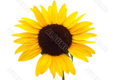 Sunflower Sunflower