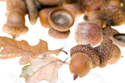 Acorns Acorns