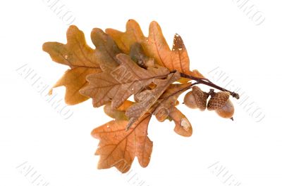 Autumn leafs Autumn leafs