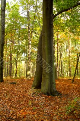 Beech forest