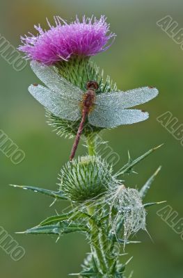 Dew Covered Dragonfly