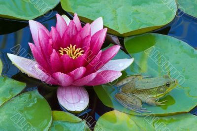 Pink Water Lily and Green Frog