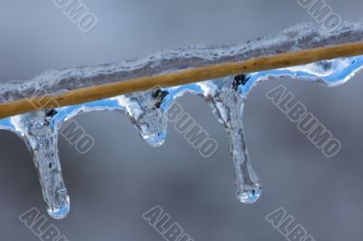 Icicles on Grass Stem