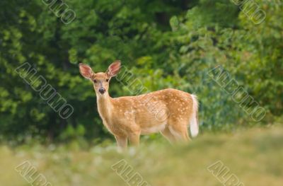 Summer Fawn