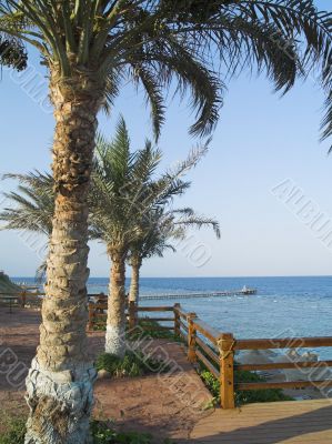 Palms and beach Palms and beach