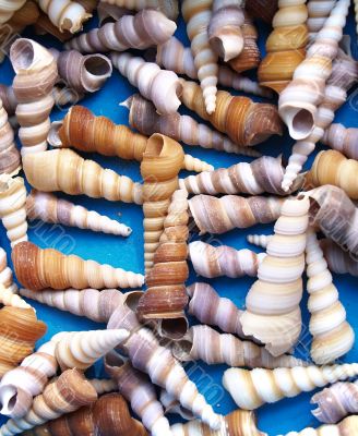 Seashells Seashells