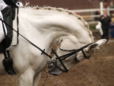 Head of a horse Head of a horse
