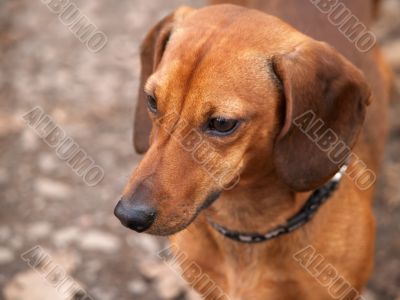 Daschund Dog