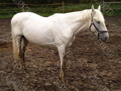 melancholy white horse