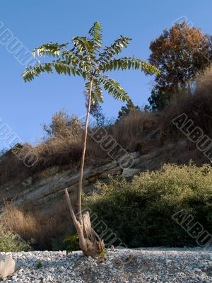 Alone tree looks like a palm on stony hill