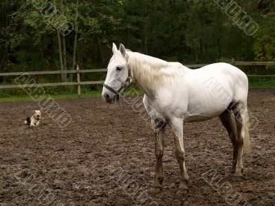 White horse and dog