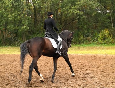  dressage competition