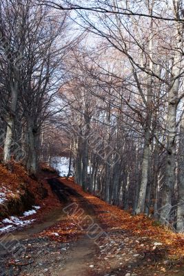 Road in the Forest