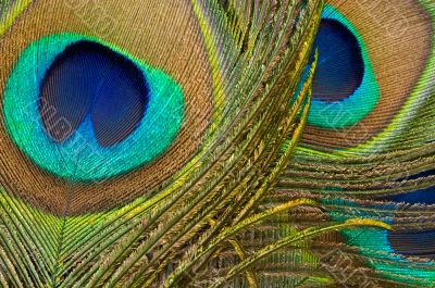 Peacock Feathers