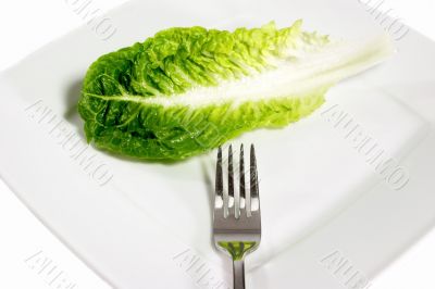 Leaf of salad