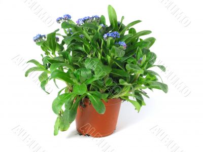 forget-me-not seedling