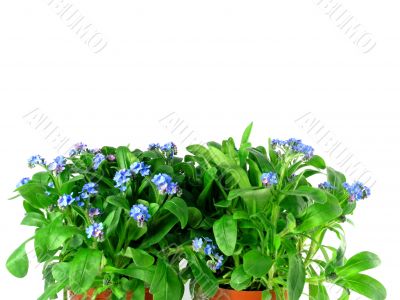 forget-me-not seedling