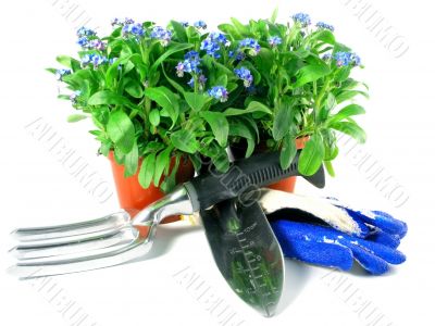 forget-me-not seedling