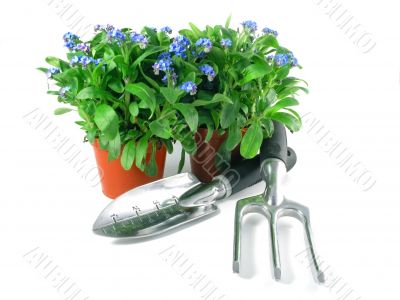 forget-me-not seedling