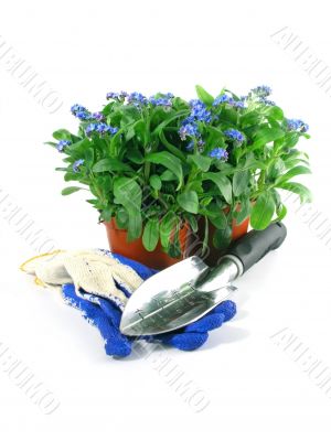 forget-me-not seedling