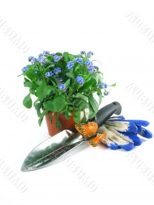 forget-me-not seedling