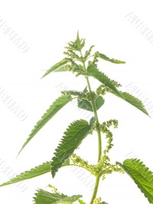 nettle