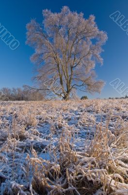 Iced Tree in Meadow