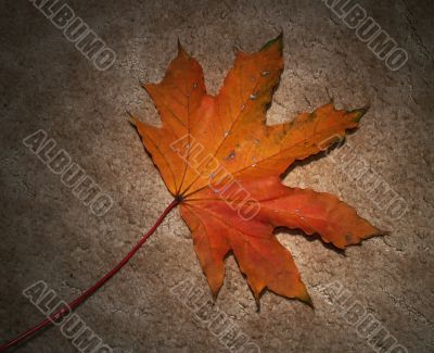 Autumn leaf on textured background