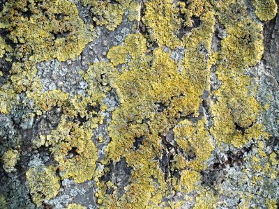 Texture mossy bark