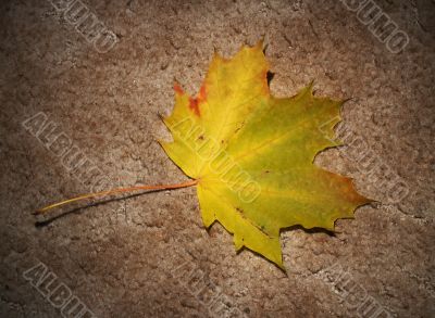 Autumn leaf on textured background Autumn leaf on textured background