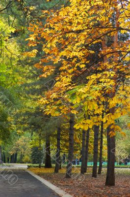 autumn avenue in park