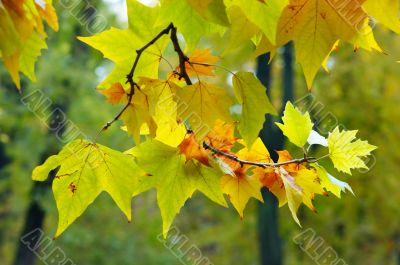 multicolored autumn multicolored autumn