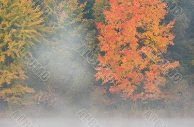 Autumn Maple in Fog