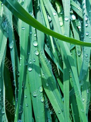 grass background grass background