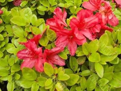 rhododendron flowers rhododendron flowers