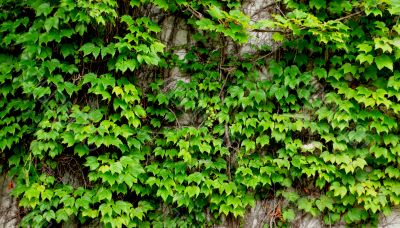 old ivy wall old ivy wall