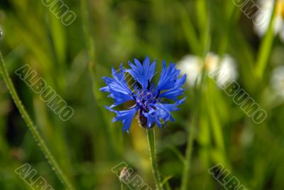 cornflower