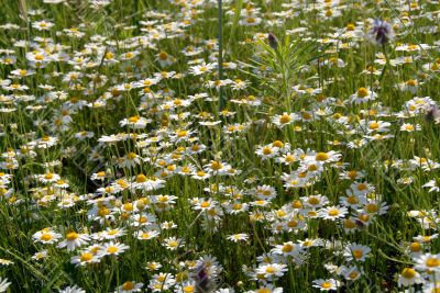 camomile