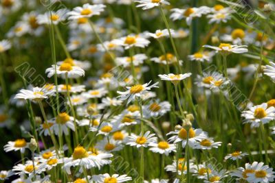 camomile