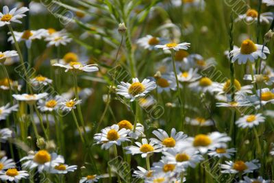 camomile