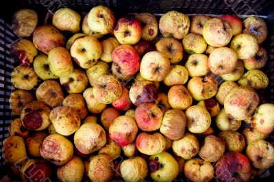 Aged apples in a package