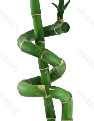 lucky bamboo against white
