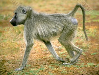 A Baboon A Baboon