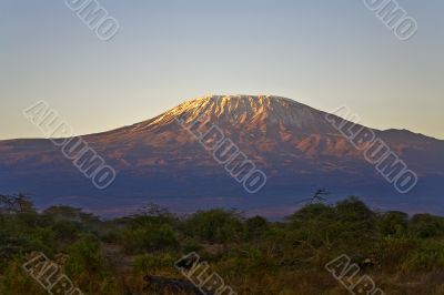 Kilimanjaro Morning