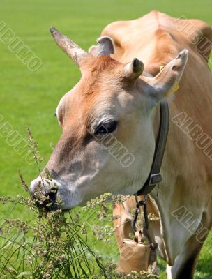 The cow on a meadow