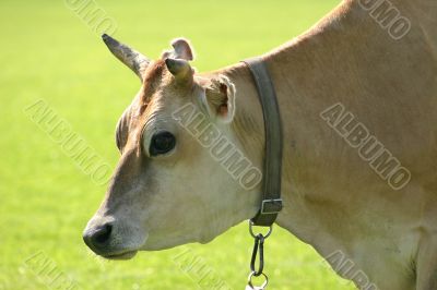 The cow on a meadow