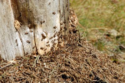 working ants working ants