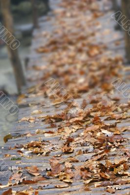 yellow leaves on wooden bridge, shallow DOF