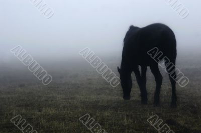 horse in the fog