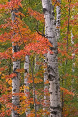 Autumn Birches and Maples